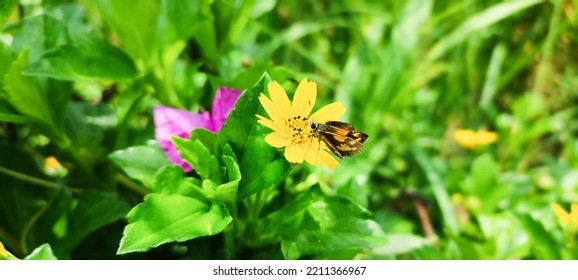 The Butterfly Is Sucking Flower Nectar