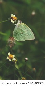 A Butterfly Is Sucking In Grass Pollen