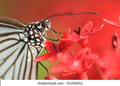 Butterfly Sucking Nectar From Flowers 