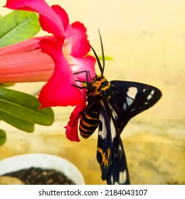 A Butterfly Sucking Nectar From A Pink Adenium