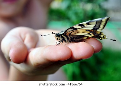 Butterfly, swallowtail, at the hands of a child