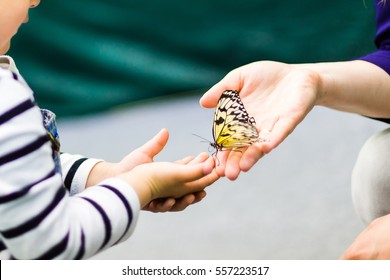 Butterfly, swallowtail, at the hands of a child
