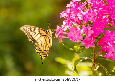 Butterfly swallowtail on a bunch of phlox flower in summer