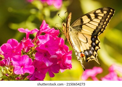Butterfly swallowtail on a phlox flower in summer