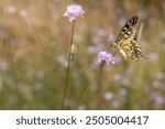 Butterfly. Swallowtail. Papilio machaon. Colorful nature background. 