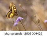 Butterfly. Swallowtail. Papilio machaon. Colorful nature background. 