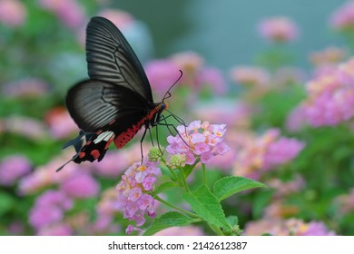 A butterfly is swarming pink flowers. Beauty in nature. - Shutterstock ID 2142612387