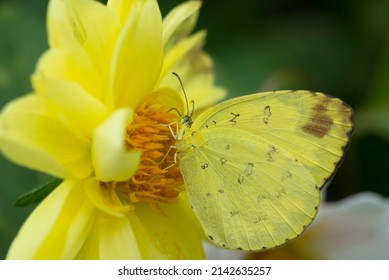 A butterfly is swarming yellow flower. Beauty in nature. - Shutterstock ID 2142635257