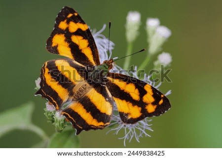 Butterfly Symbrenthia lilaea, the peninsular jester, gathering pollen on a flower, Thailand