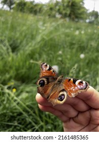 Butterfly Thas Was Hurt And Gladfully Accepted Help From Human Species.