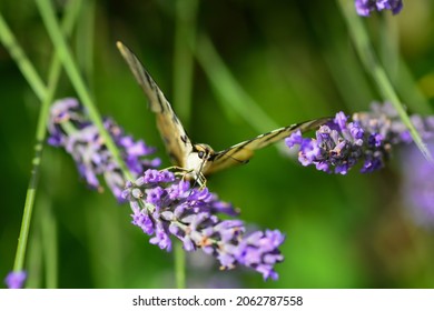 Butterfly The Flambé That Plunders Lavender