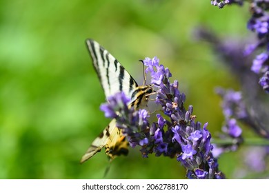 Butterfly The Flambé That Plunders Lavender