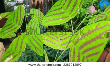 butterfly tree butterfly leaf Christia obcordata butterfly hill  (Butterfly-shaped leaves) Christia obcordata Hybrid.