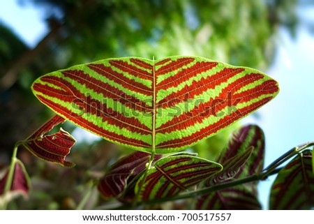 Butterfly tree, Butterfly leaves, Christia obcordata
