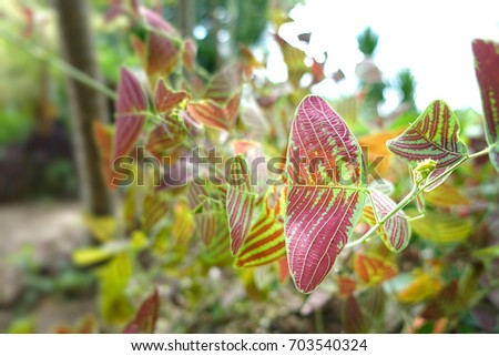 Butterfly tree, Butterfly leaves, Christia obcordata