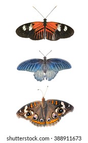 Butterfly Trio Isolated on White Background
