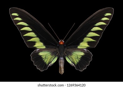 Butterfly Trogonoptera Brookiana On A Black Background