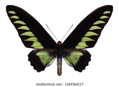 Butterfly Trogonoptera Brookiana On A White Background