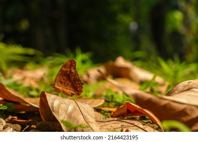 Butterfly In The Tropical Forest. Camouflage Butterfly.  