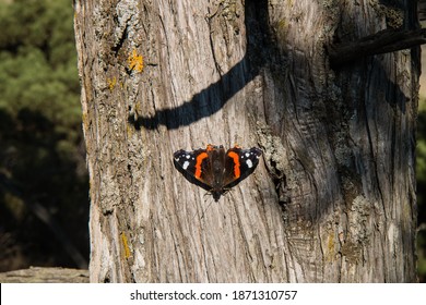 Butterfly urticaria on a juniper tree close-up. Relic coniferous tree.