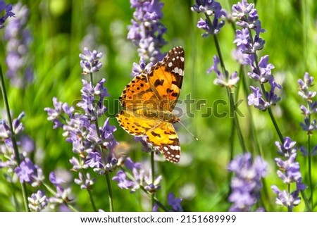 Butterfly Vanessa is orange on a purple lavender flower in the sunlight. Macrophotography of wildlife. The butterfly pollinates flowers in the garden. Bright summer colorful background. Top view [[stock_photo]] © 