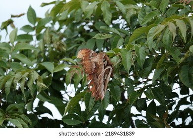 A Butterfly With A Very Large And Unique Size Standing In The Leaves Located In Blangpidie Aceh Barat Daya Photographed In August 2022