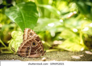 Butterfly Wallpaper Nature 4K