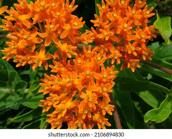 Butterfly weed (Asclepias tuberosa), also known as orange milkweed, in flower (bloom)