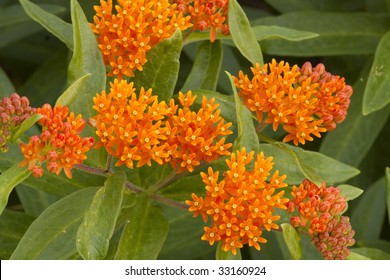 Butterfly Weed Flower