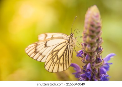 A Butterfly With White Wings Collects Pollen From A Flower