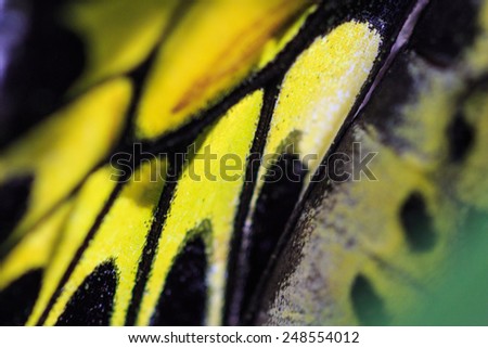 Similar – Image, Stock Photo Butterfly wings