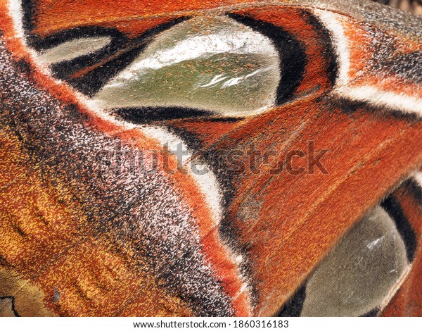 The Butterfly Wing or Body Texture in macro shot.