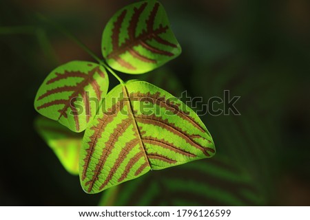 Butterfly Wing (Christia obcordata)
Also known as “Butterfly Plant” because the overall leaf shape resembles a butterfly’s wing