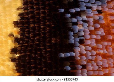 Butterfly Wing Close-Up.