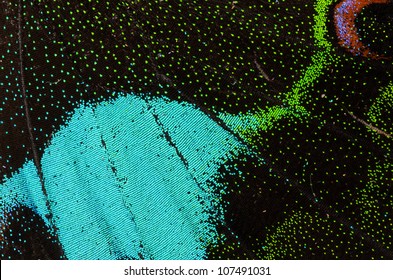 Butterfly Wing Detail Pattern Texture Background