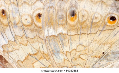 Butterfly Wing Detail Texture Background