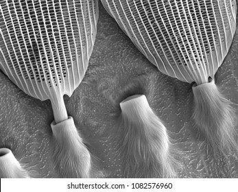 Butterfly Wing Electron Microscope Sem