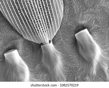 Butterfly Wing Electron Microscopy