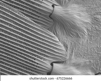 Butterfly Wing Image At Scanning Electron Microscopy