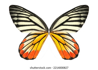 Butterfly Wing Isolate On Whitebackground