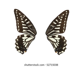 Butterfly Wing Isolated In White Background