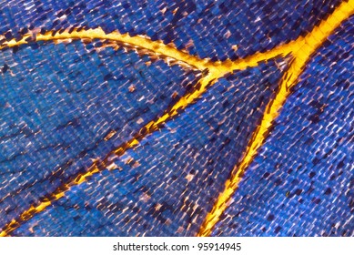 Butterfly Wing Scales Background - Morpho Peleides