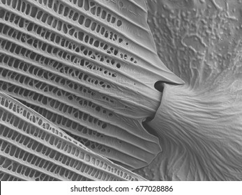 Butterfly Wing Scanning Electron Microscope