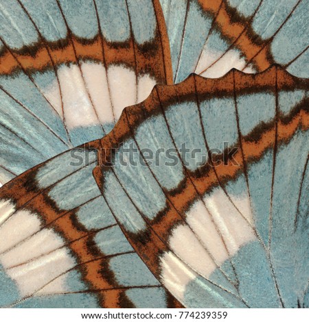 Butterfly wings background with blue and brown textures and details