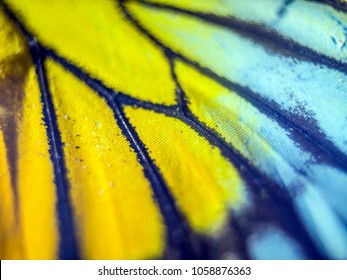 butterfly wings at high magnification