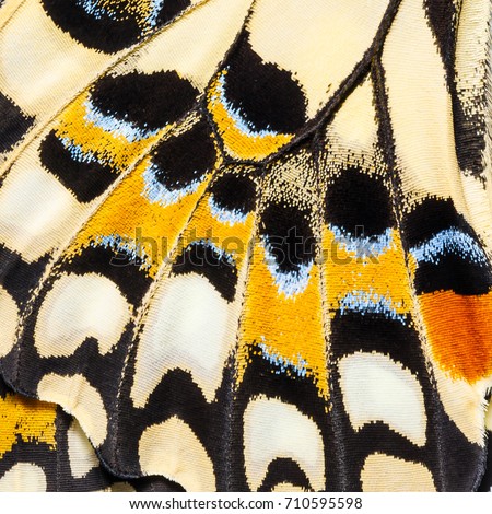 Butterfly wings texture, close up of wings of Lime butterfly or Lemon butterfly (Papilio demoleus) showing minute scales