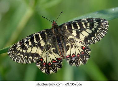 Butterfly, Zerynthia Polyxena