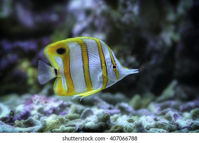 Colorful Ornamental Fish Malawi Peacock Fish Stock Photo 1443846323 