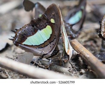 Butterflys