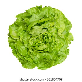 Butterhead Lettuce From Above. Also Boston Or Bibb Lettuce. Round Lettuce. A Green Head Salad With Loose Arrangement Of Leaves. Variety Of Lactuca Sativa. Closeup Photo Isolated On White Background.